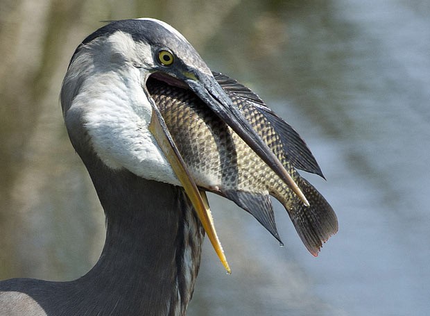 Garça real americana prepara-se para engolir peixe em reserva próximo a Delray Beach (Foto: J Pat Carter/AP)