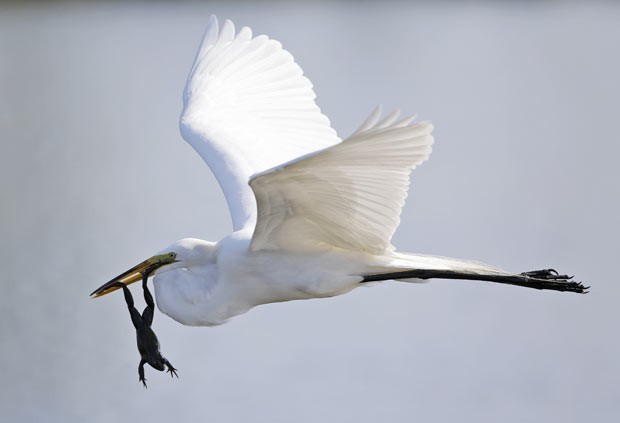 Em março deste ano, uma garça branca foi fotografada levando um sapo no bico em Palm Beach Gardens, na Flórida (Foto: Wilfredo Lee/AP)