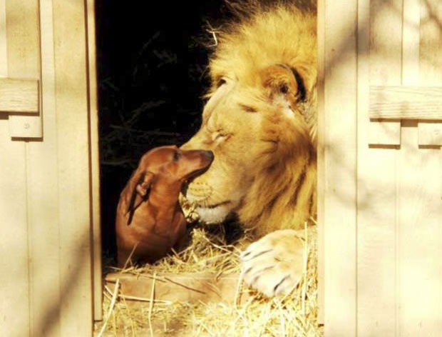 Leão 'Bonedigger' e o cão chamado 'Milo' viraram amigos 'inseparáveis' (Foto: Reprodução/Facebook/The GW Zoo)