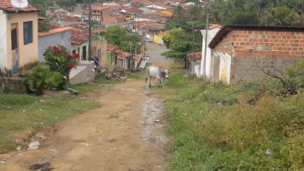 Animal foi flagrado circulando pelas ruas da comunidade.