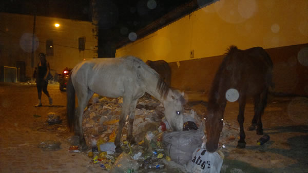 Cavalos estavam 'pastando' nas proximidades do parque de diversões.