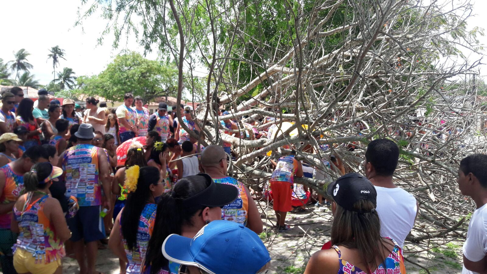 Árvore cai e deixa 3 pessoas gravemente feridas em bloco de Marechal Deodoro (Crédito: Reprodução/Redes sociais)