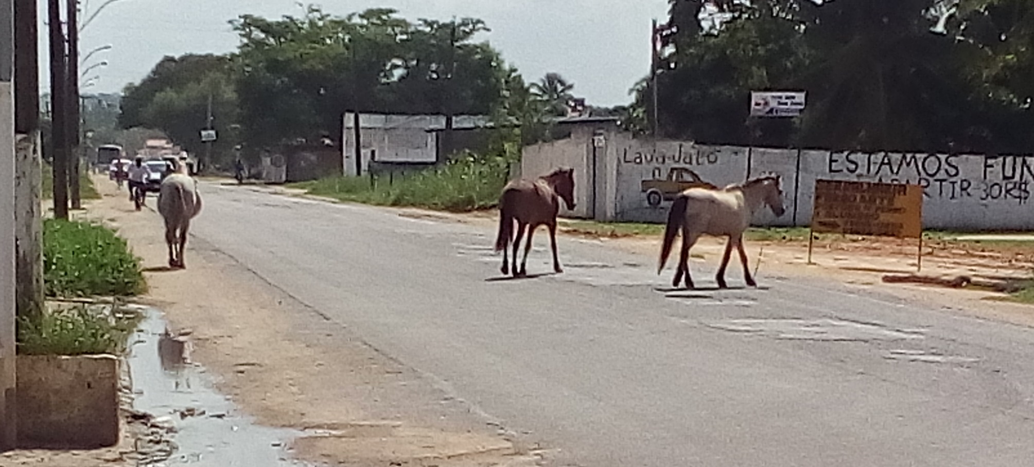 Só neste início de semana diversos animais foram flagrados circulando na rodovia. (Foto: André Marechal)