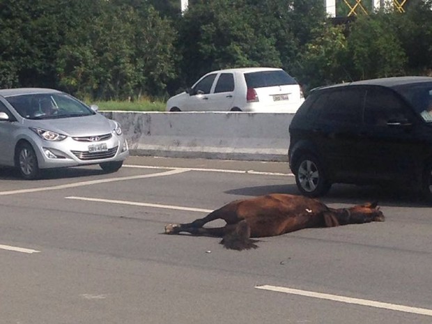 Corpo do cavalo ficou na pista após atropelamento na rodovia no Litoral Sul de Alagoas (Foto: Marcos Santa Rita/Arquivo pessoal)